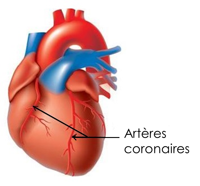 Schéma des artères coronaires du cœur naturel
